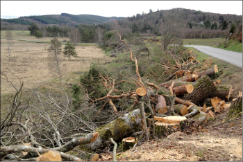 Une photo d'un abattage d'arbres routiers en Corrèze