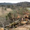 Une photo d'un abattage d'arbres routiers en Corrèze