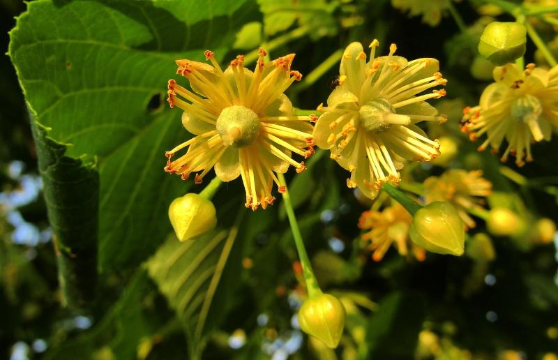Fleur de tilleul en été