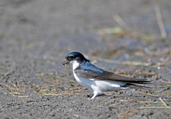 Hirondelle de fenêtre récoltant de la boue