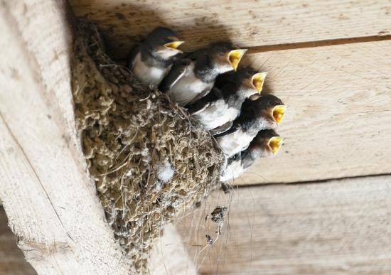 Jeunes hirondelles au nid