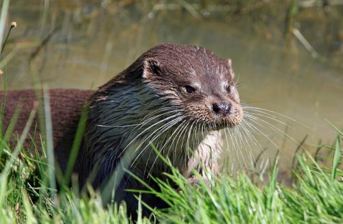 Un mâle loutre d'Europe à l'affût d'une proie