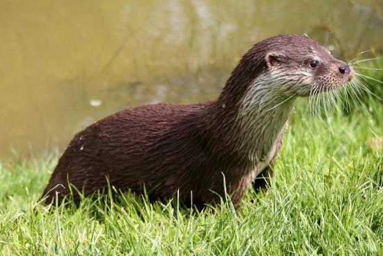 Une loutre d'Europe sur la berge d'une rivière ou d'un étang