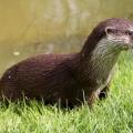 Une loutre d'Europe sur la berge d'une rivière ou d'un étang