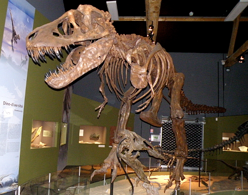 Un squelette complet de tyrannosaure