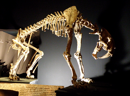 Un squelette de redoutable tigre à dents de sabre