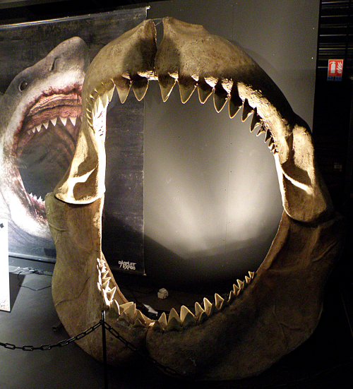 Une énorme mâchoire de requin mégalodon