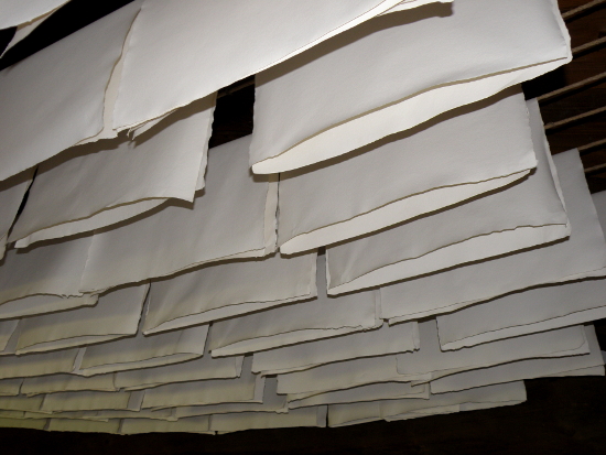 Toujours dans le séchoir, des feuilles blanches