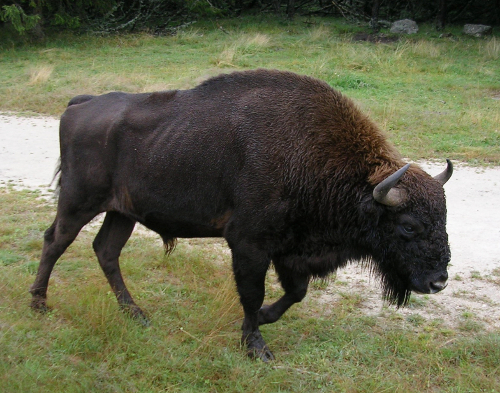 En Lozère, un mâle adulte dans le Parc aux bisons d'Europe