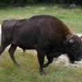 En Lozère, un mâle adulte dans le Parc aux bisons d'Europe