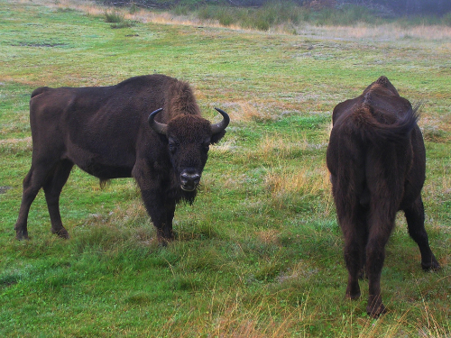 Deux mâles bisons d'Europe dans le parc lozérien