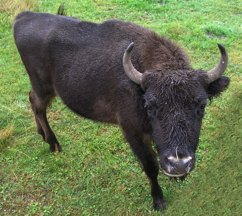 Une jeune femelle bison d'Europe du parc de Sainte-Eulalie