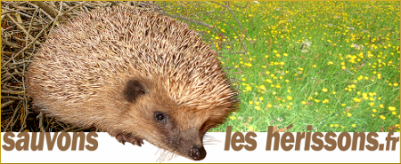 Le logo de l'association Sauvons les hérissons