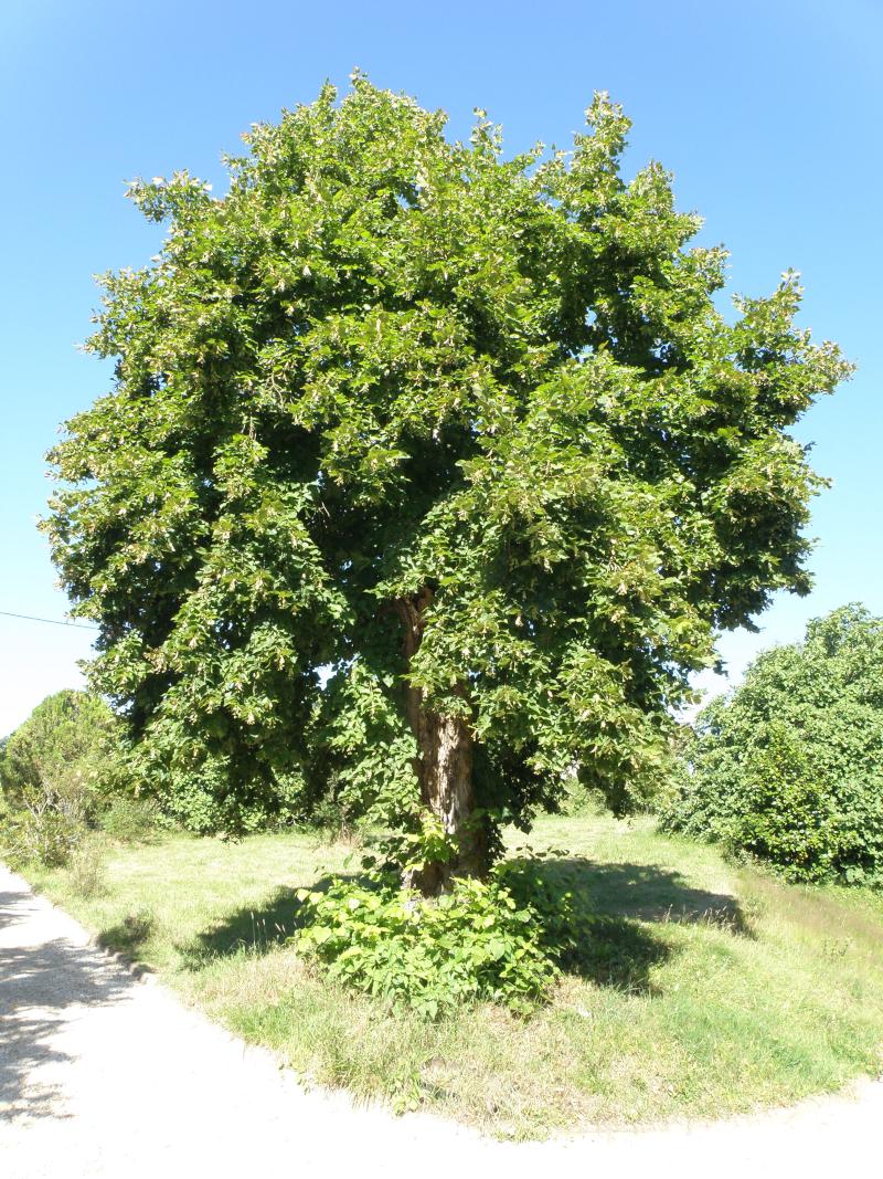 Un vénérable tilleul quelque part en Dordogne