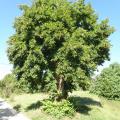 Un vénérable tilleul quelque part en Dordogne